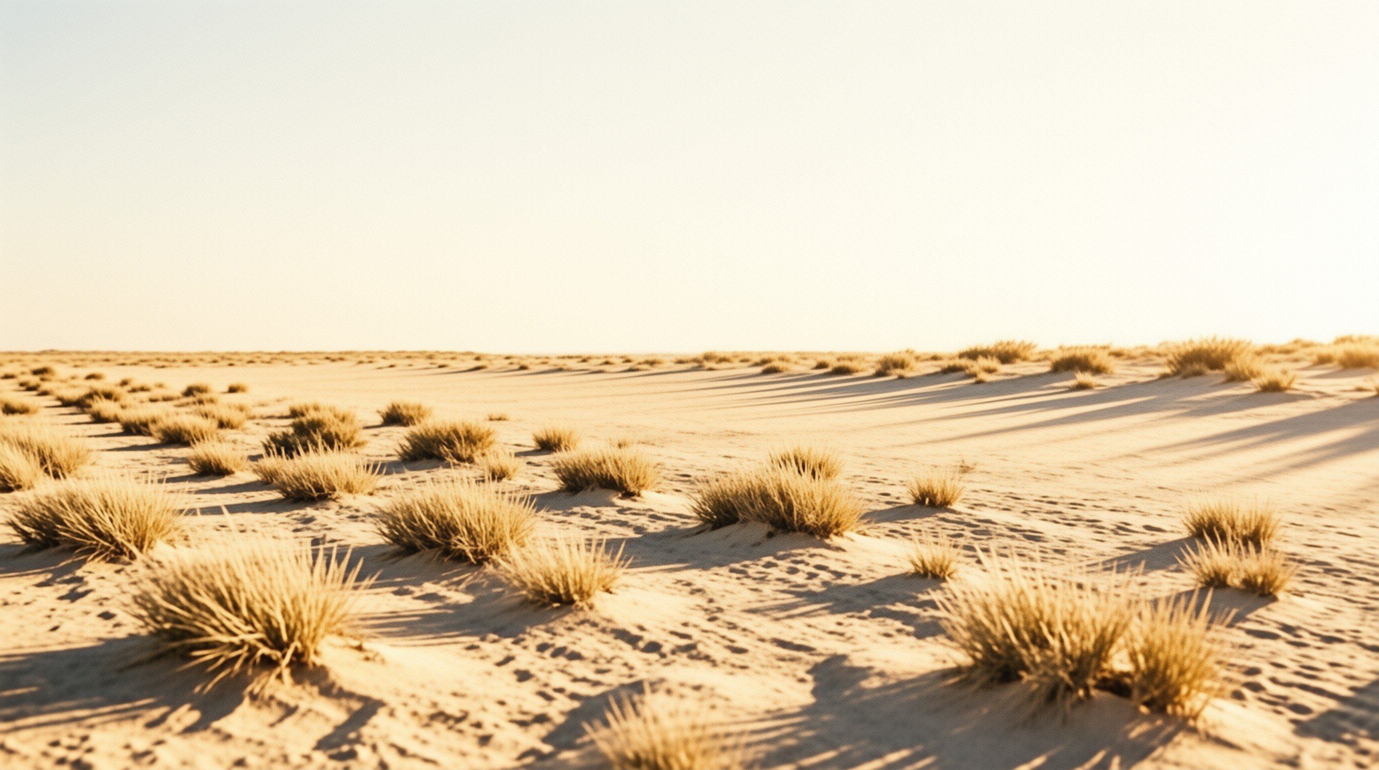 Small bushes of dry grass dot the sandy terrain as warm light stretches shadows.