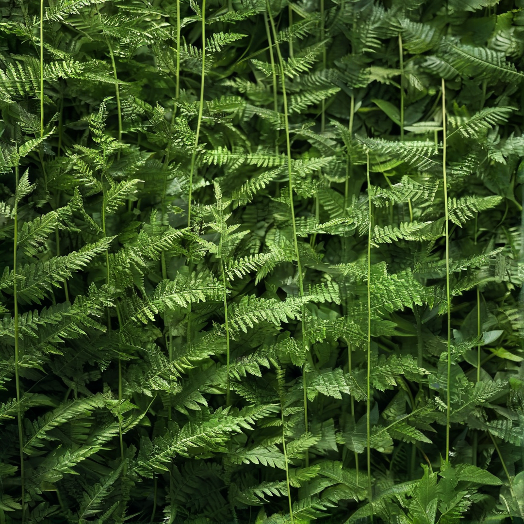 Dense Green Ferns