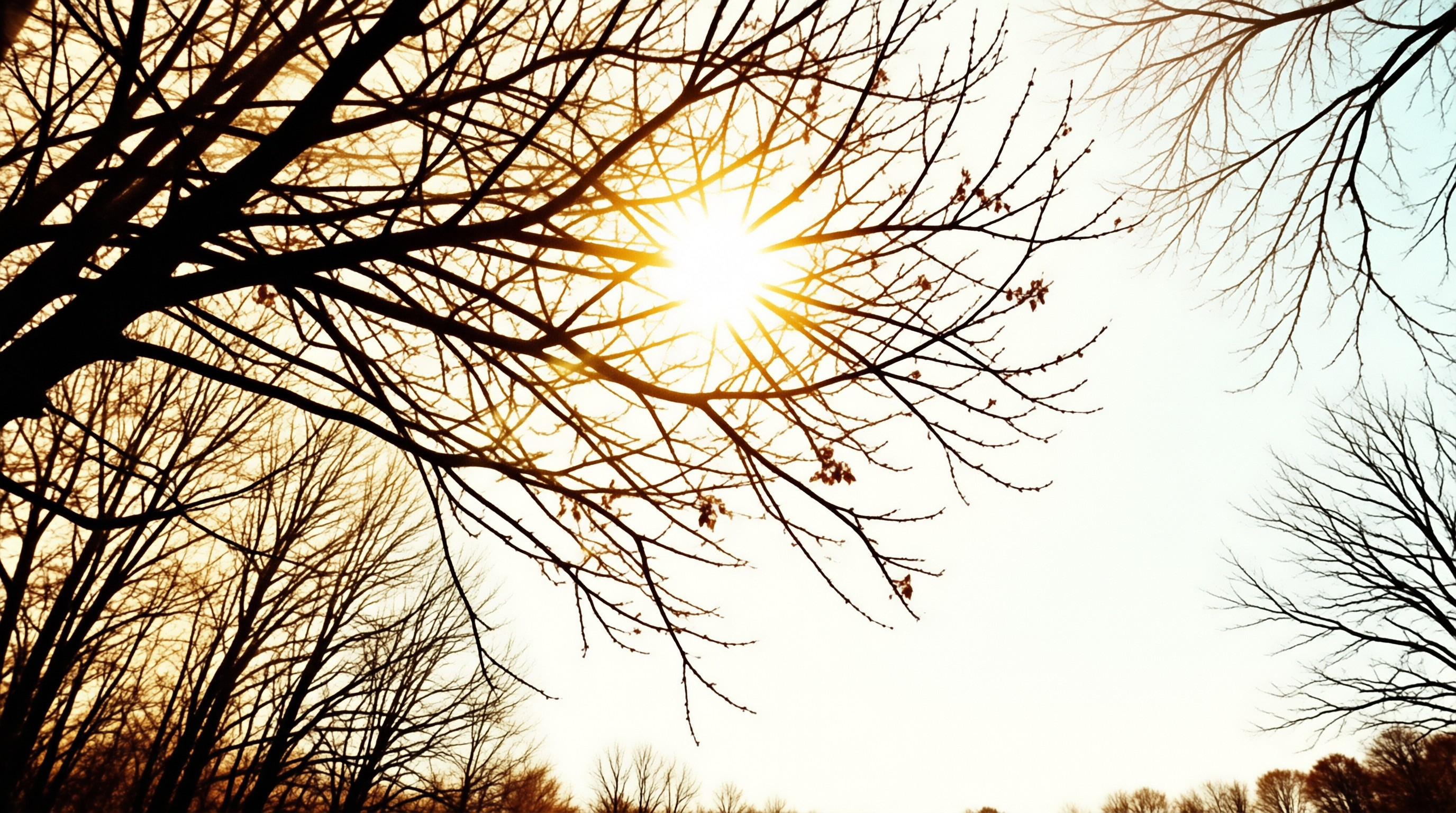 Bare leafless tree branches spread across a glowing sky as the low winter sun bursts through them in warm golden light