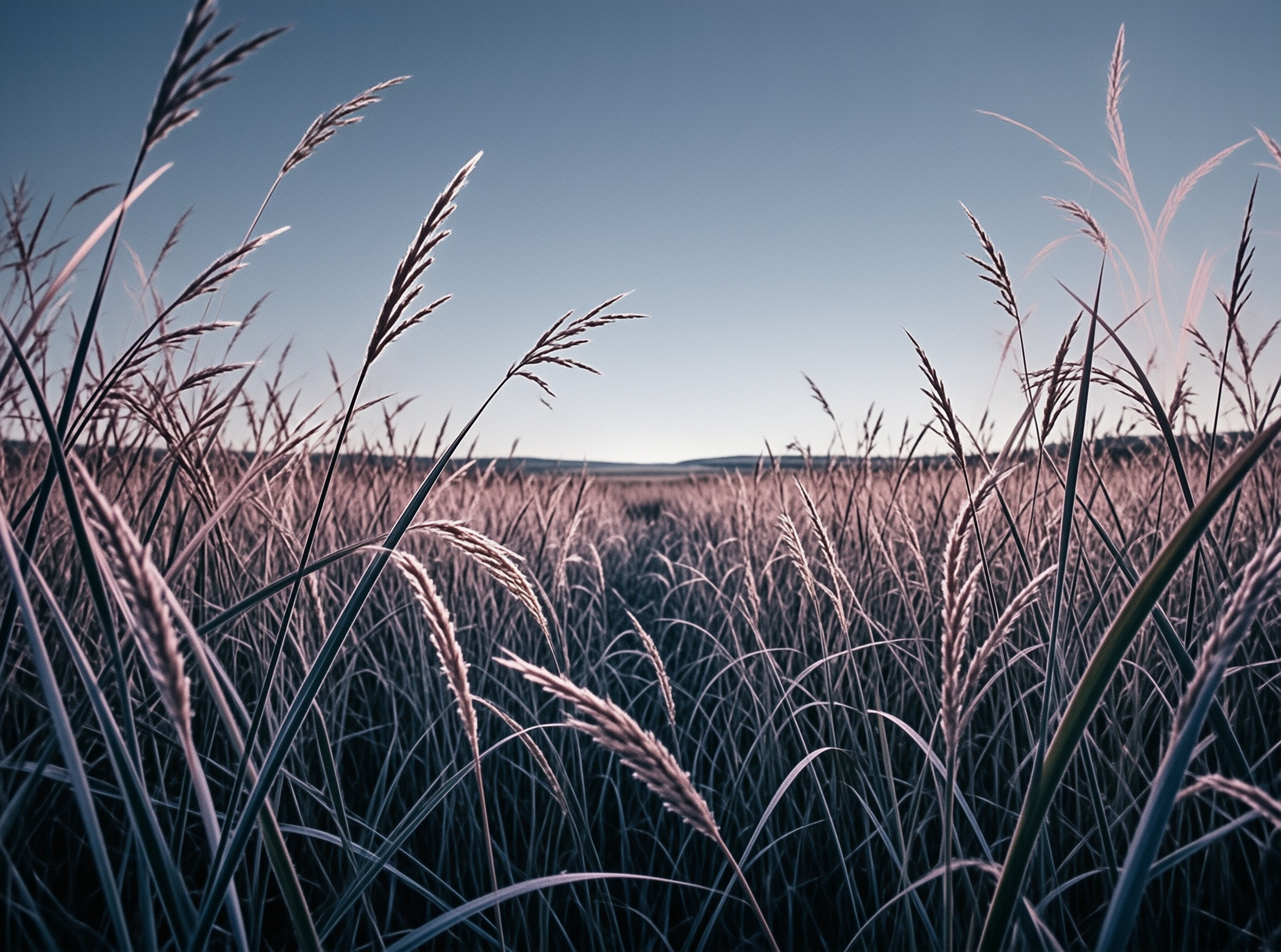 Tall grasses with pinkish tips stand in a vast field beneath a smooth blue twilight sky.