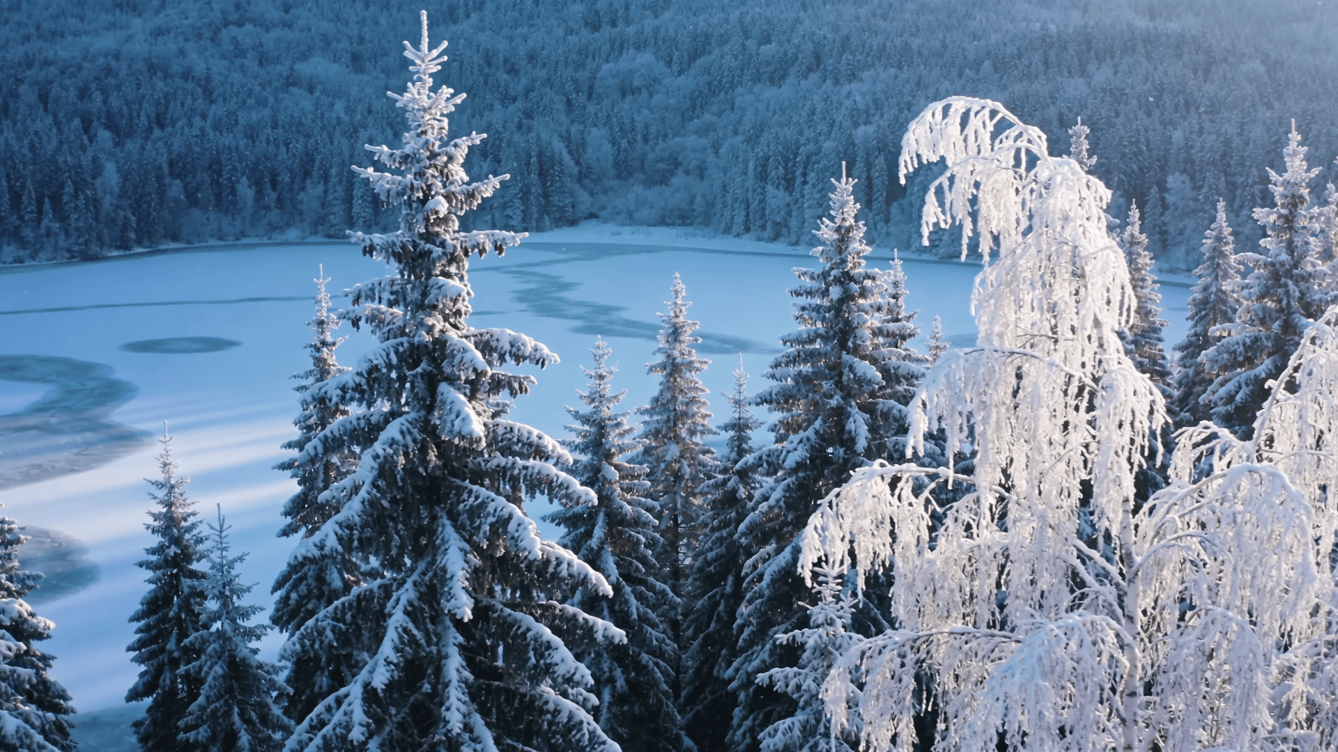 Frozen Lake Beneath Quiet Pines