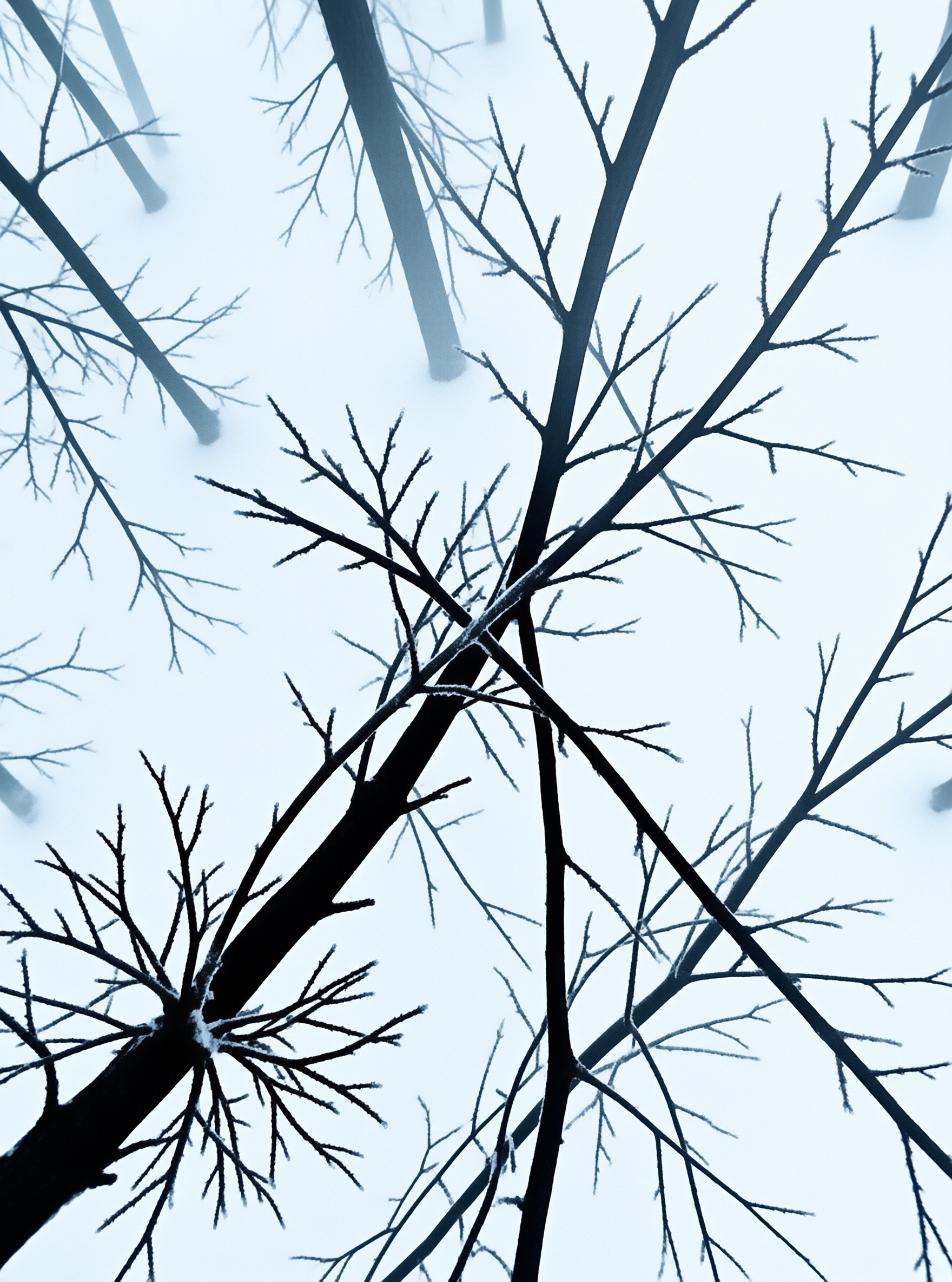 Leafless tree branches stretch across a pale blue sky in a thick foggy winter forest.