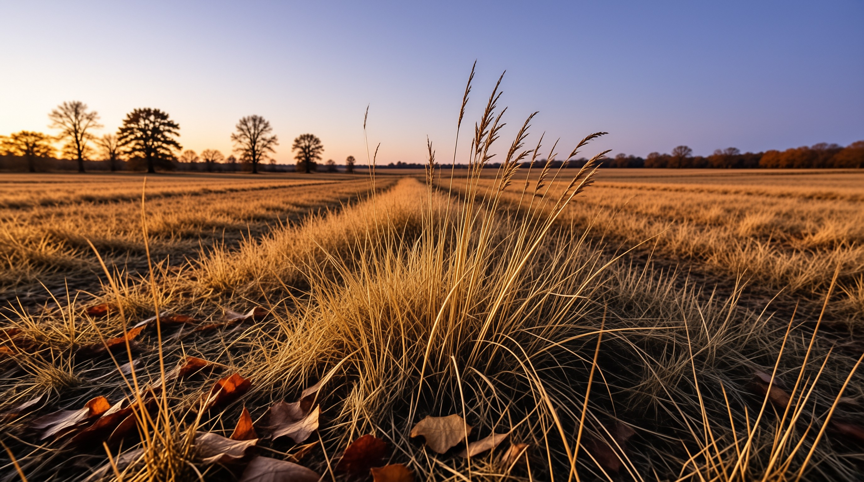 Golden Field at Sunset