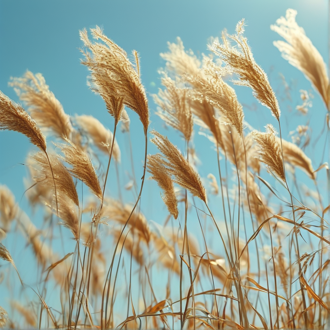 Sunlit Golden Grasses