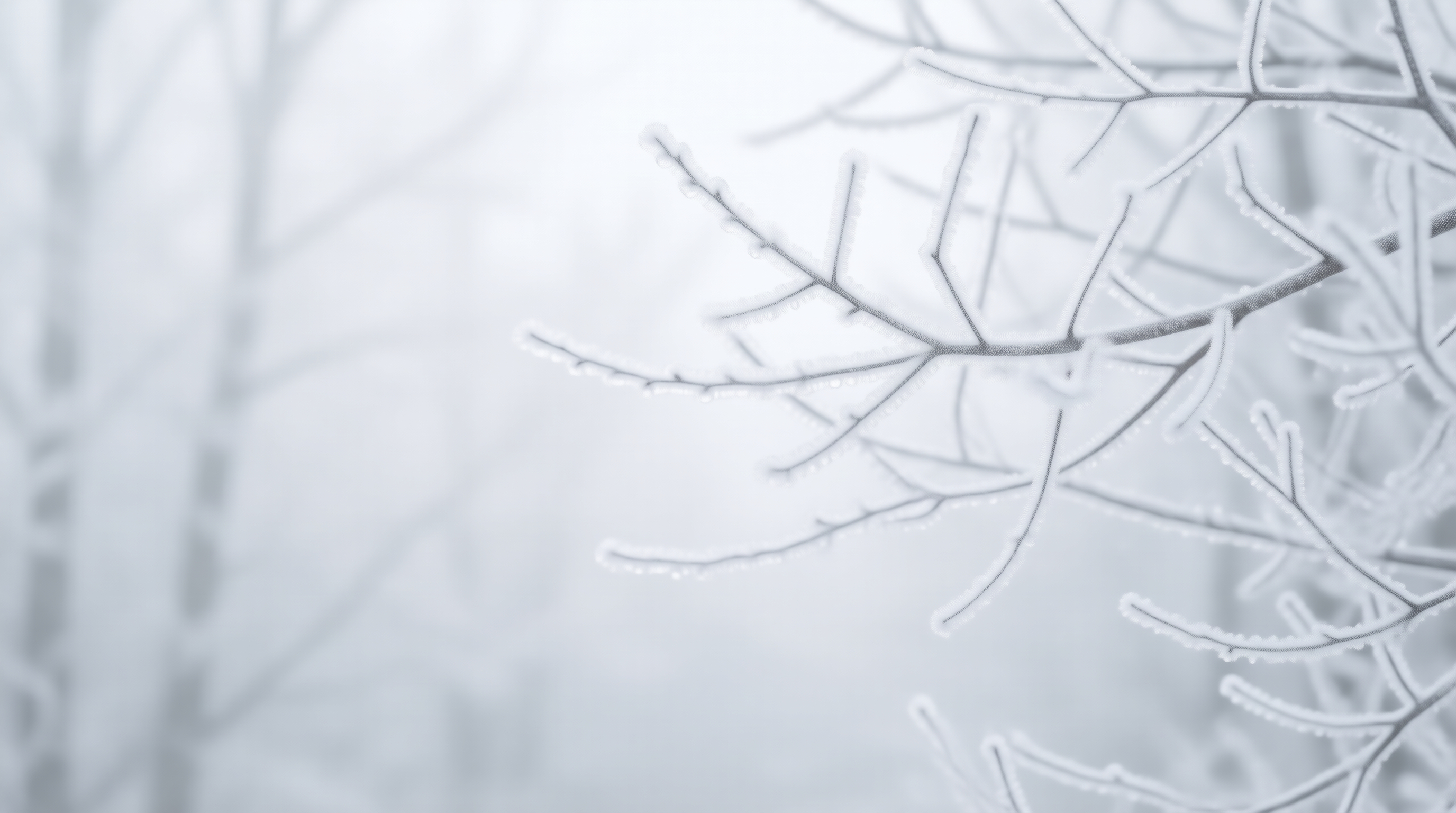 Frosted Branches in Mist