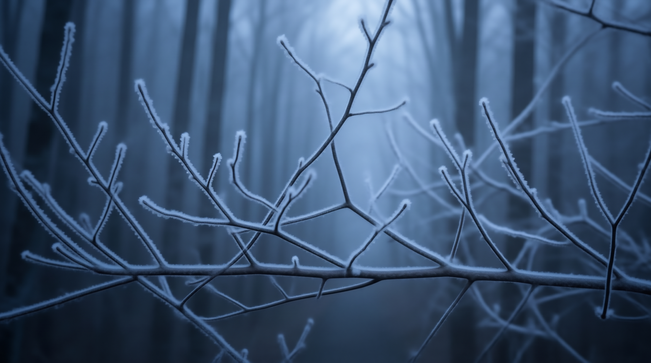 Frosty Branches in Forest