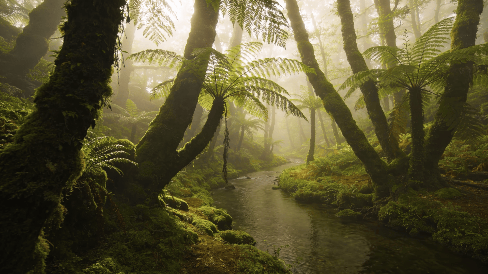 Misty Healing Forest with Sunlit Ferns