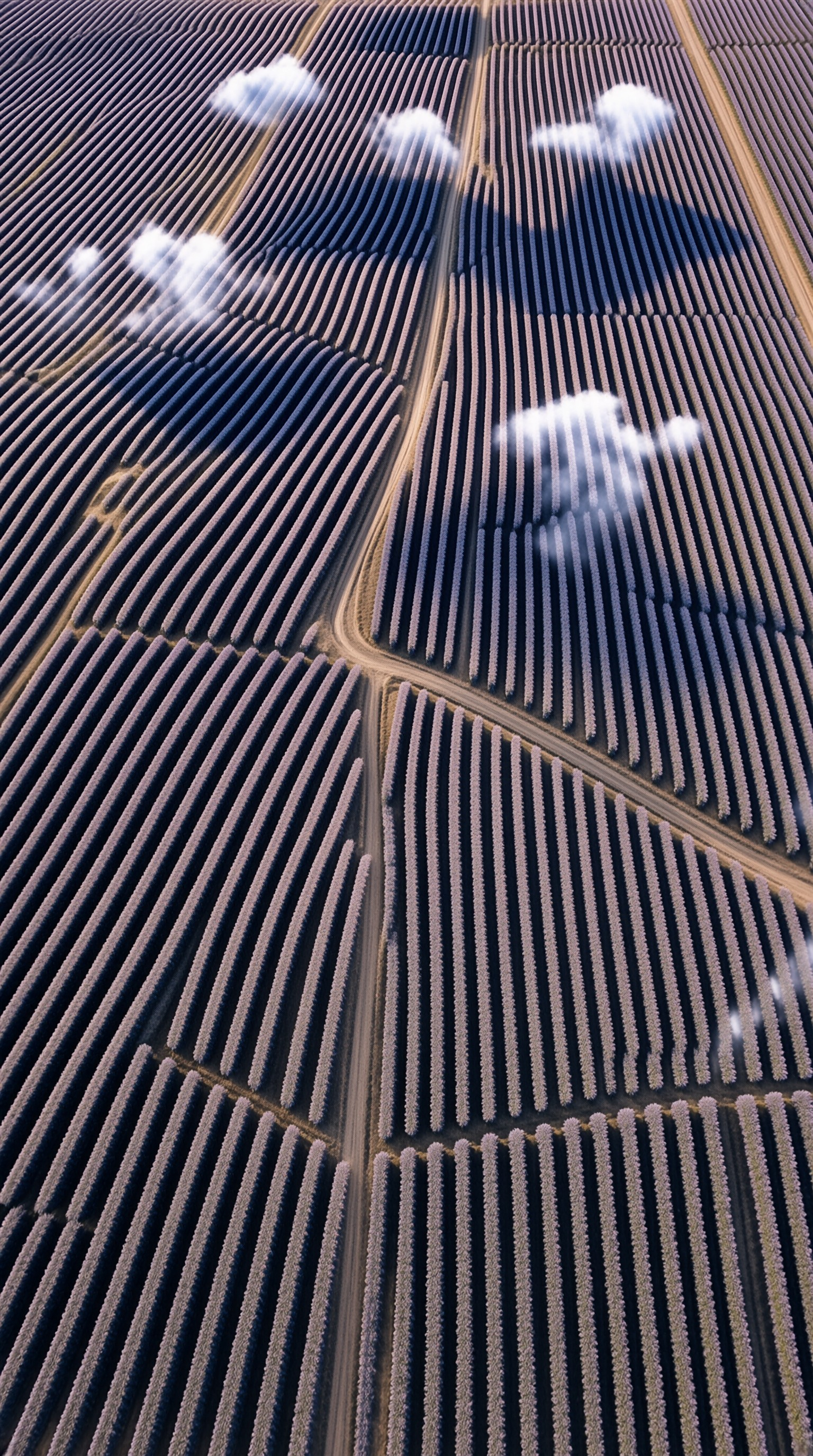 Aerial Vineyard with Clouds