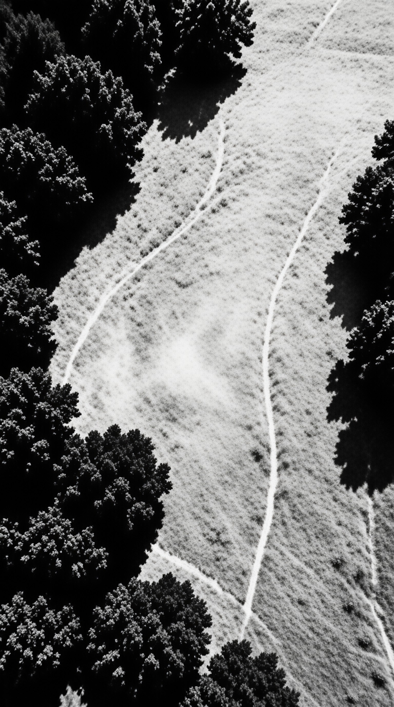 High-contrast black and white overhead view of worn footpaths curving through a pale grass field edged with trees.