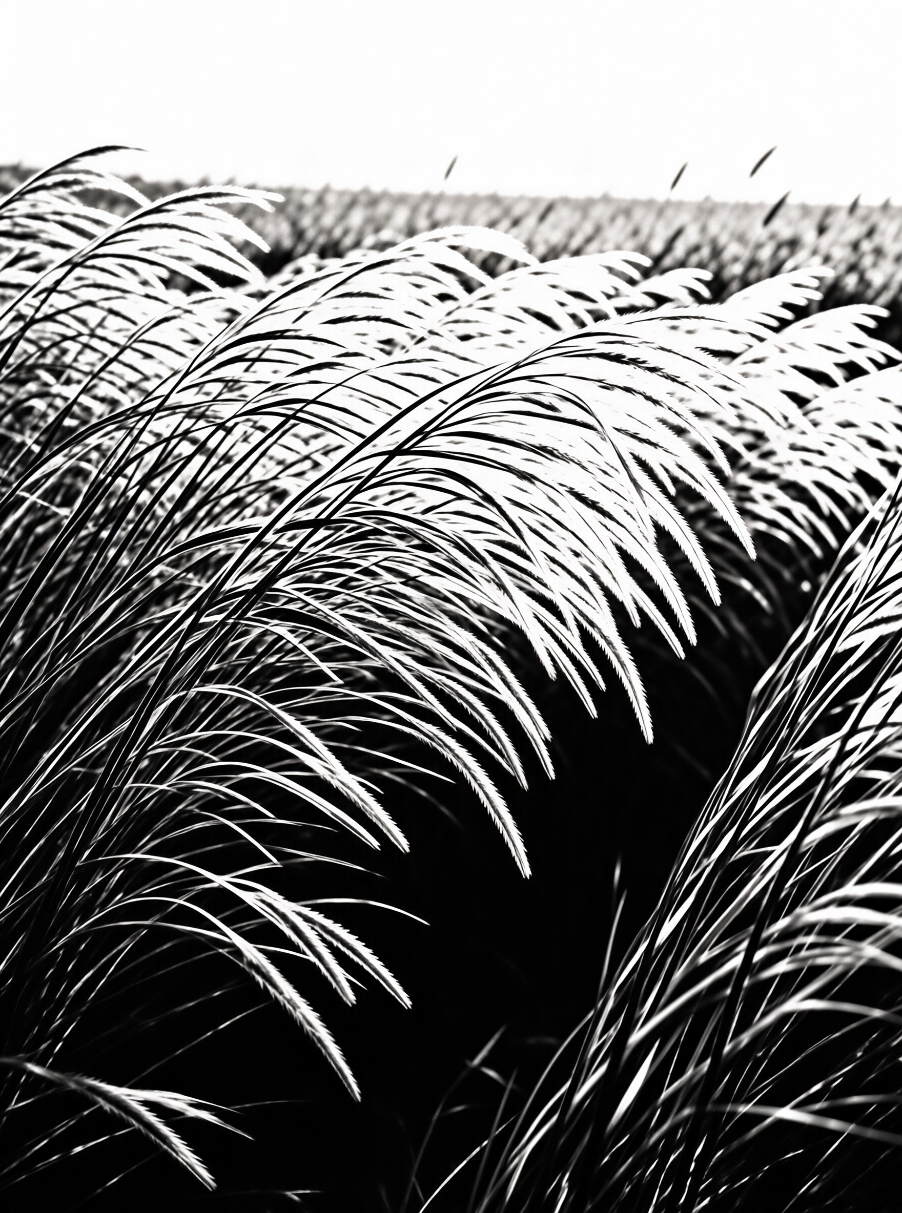 Black and white photograph of feathery grass heads bending right with strong contrast and depth of field.