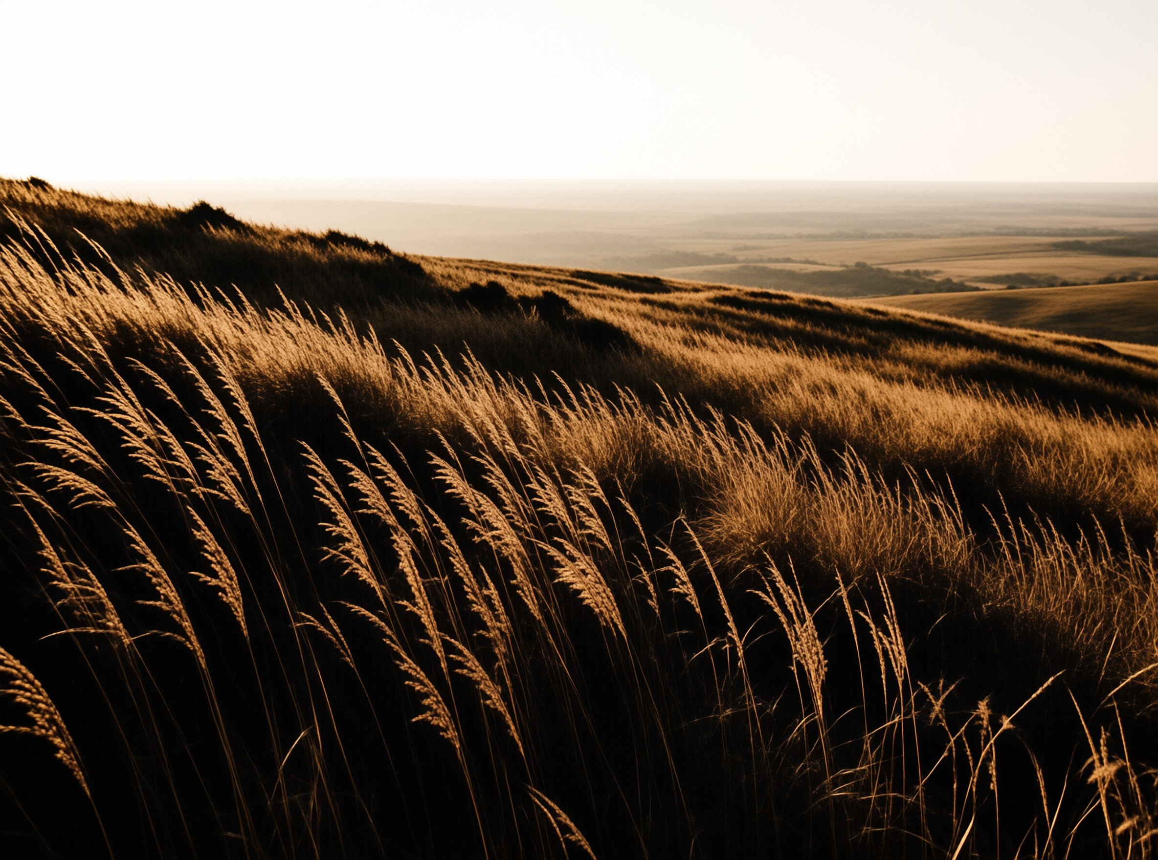 Sunlit seed heads of tall meadow grass sway along a slope that fades into hazy distant fields.