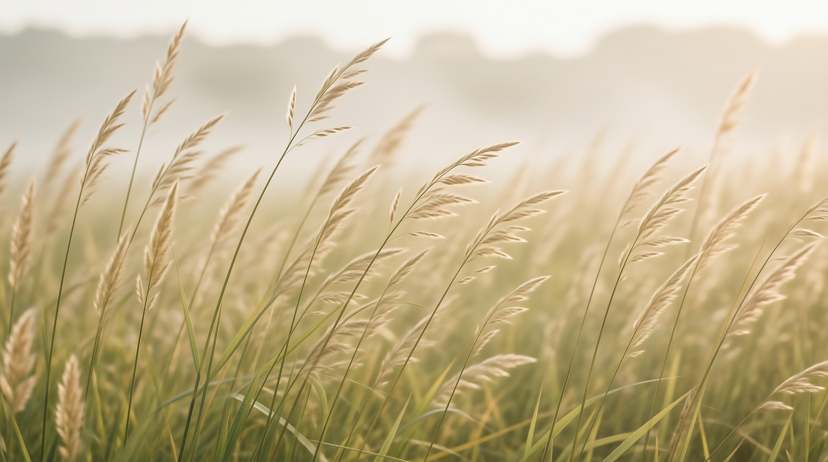 Golden Grass in Soft Light