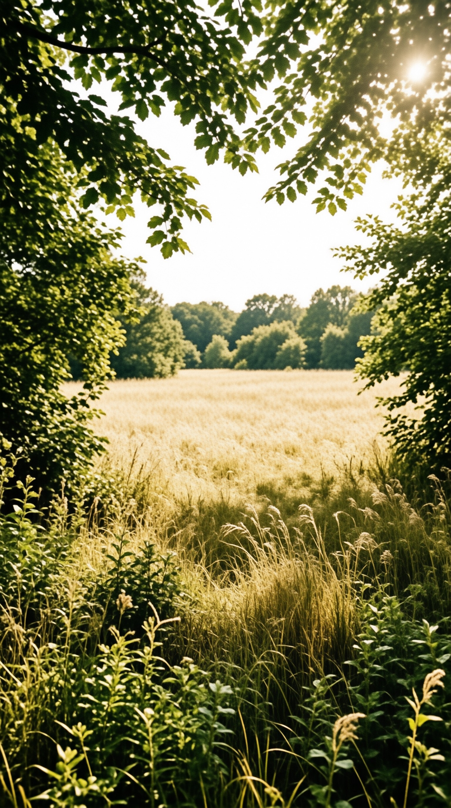 Sunlit dry grass spreads through a gap between dense green trees, with sunlight filtering through upper foliage overhead.
