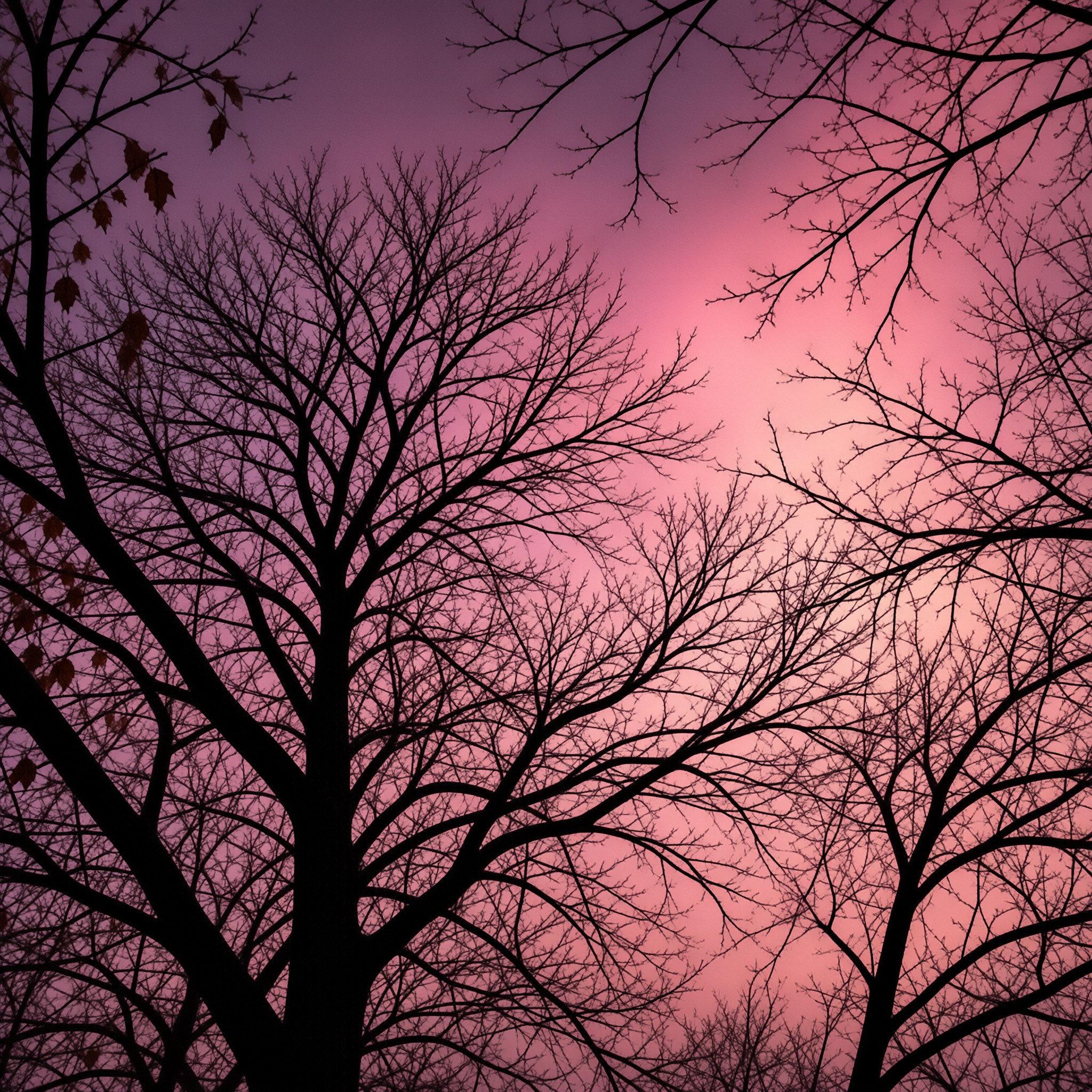 Pink Sky Tree Silhouettes