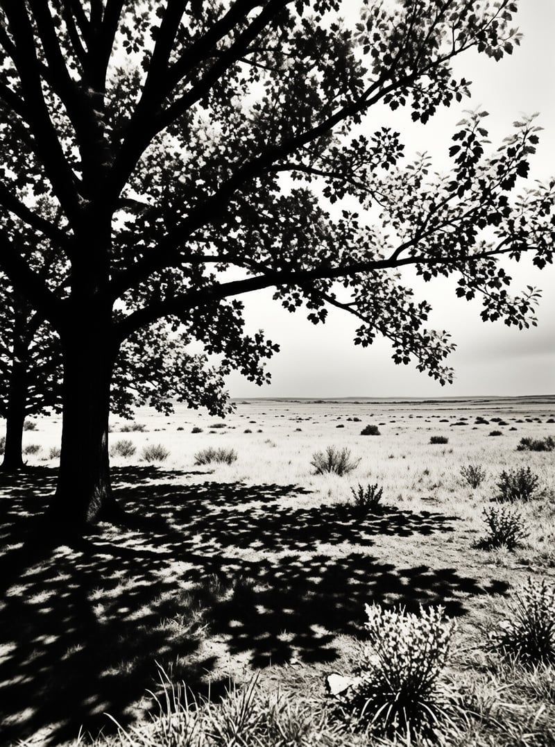 Black and white photo of large dark trees on the left casting shadows across a bright grassy field with scattered bushes.