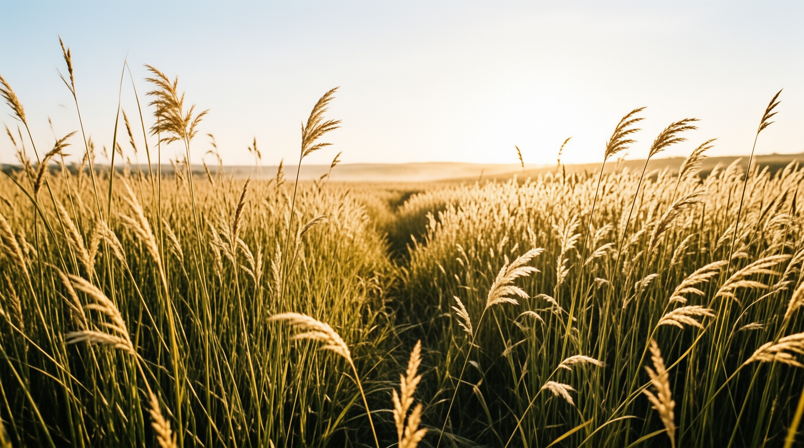 Golden Wheat Field at Sunset