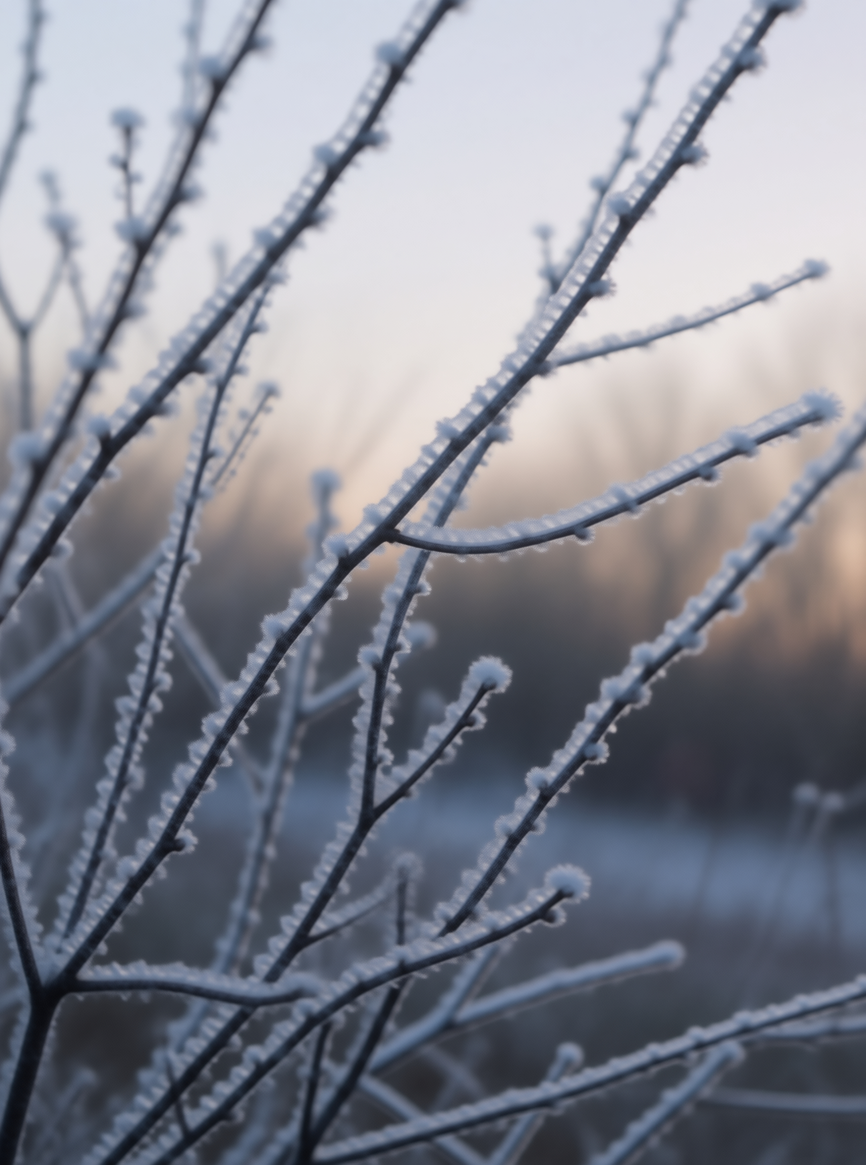 Frosted Branches at Dawn