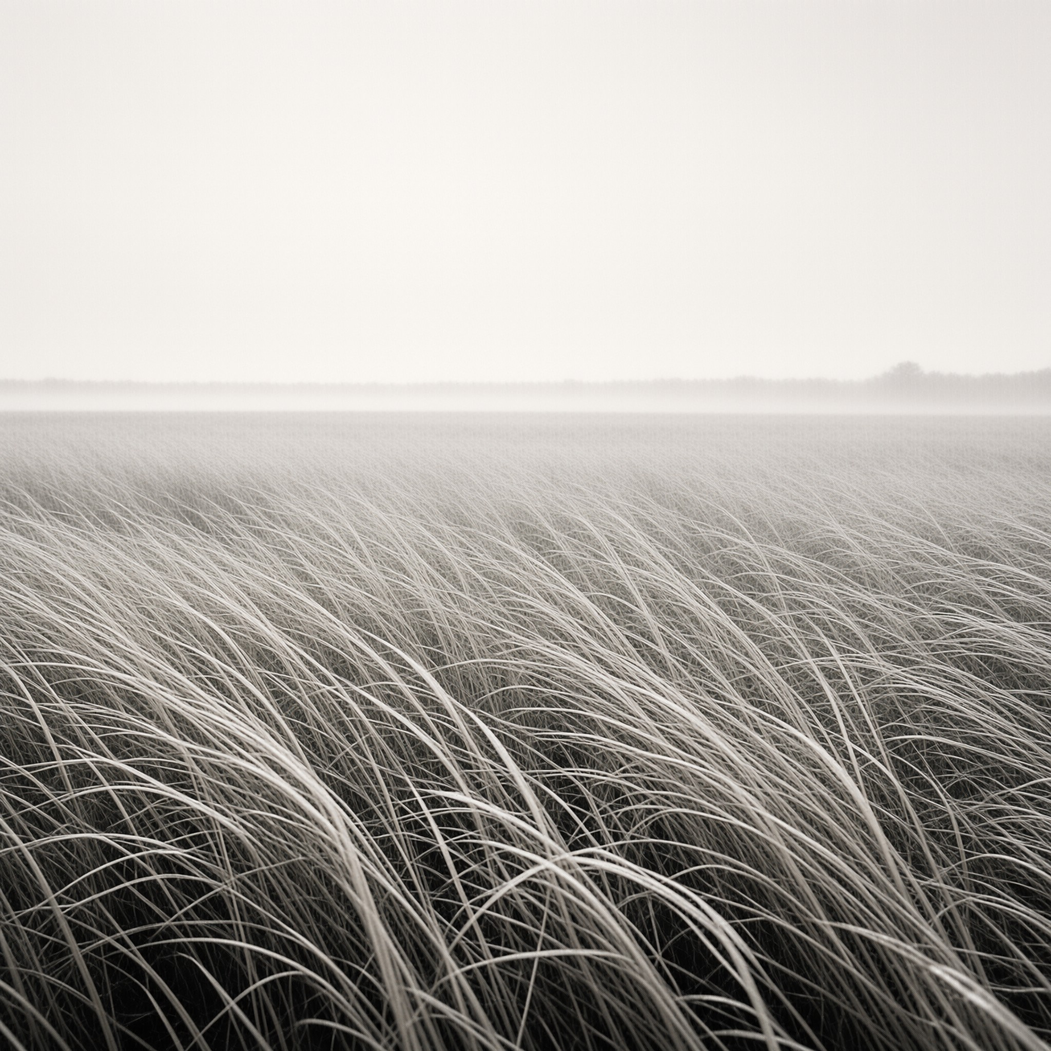 Misty Grass Field