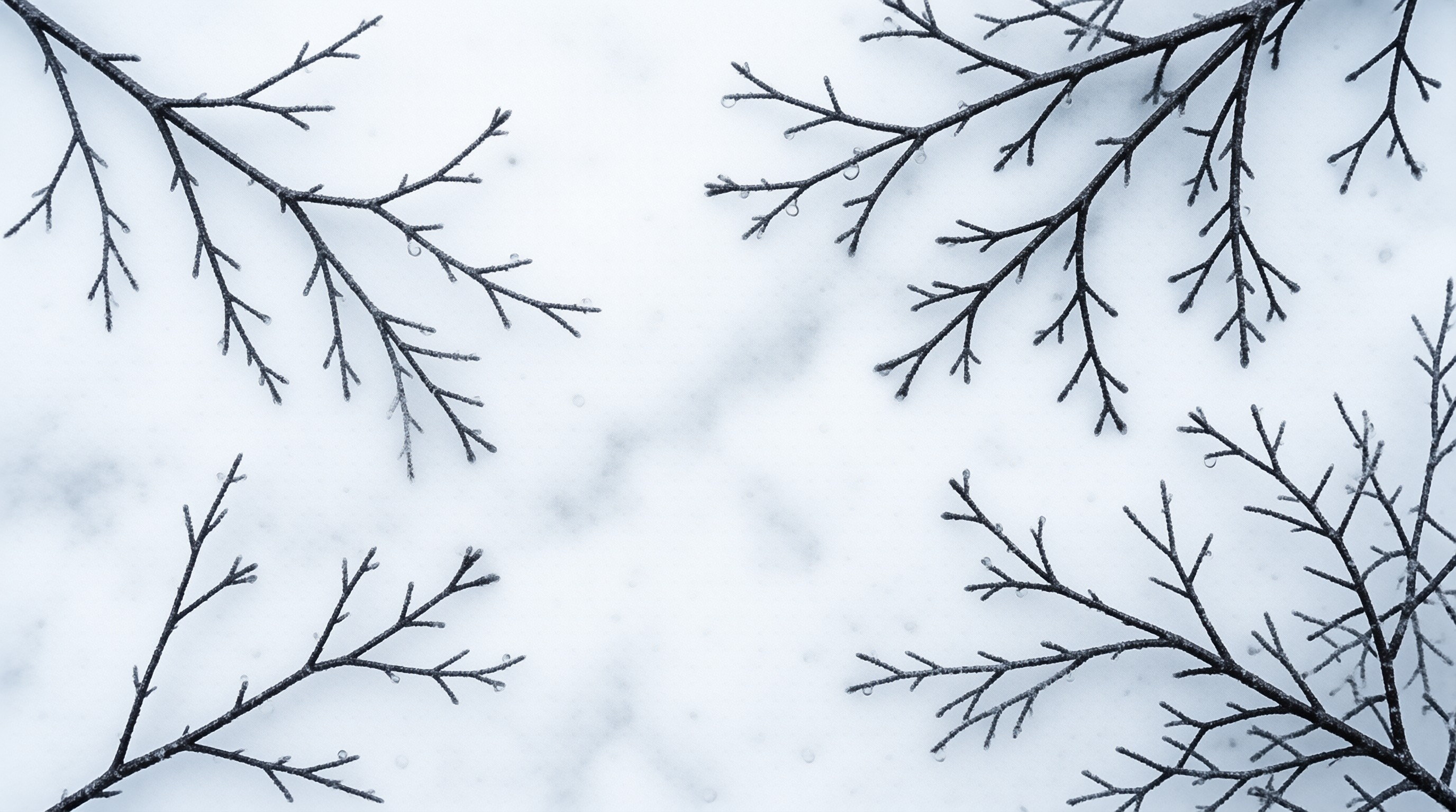 Bare Frosted Branches in Snow
